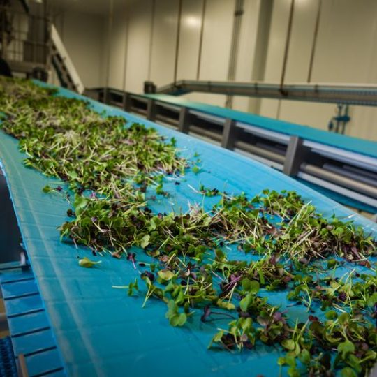 GoodLeaf Farms