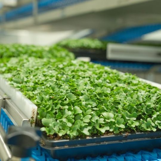 GoodLeaf Farms