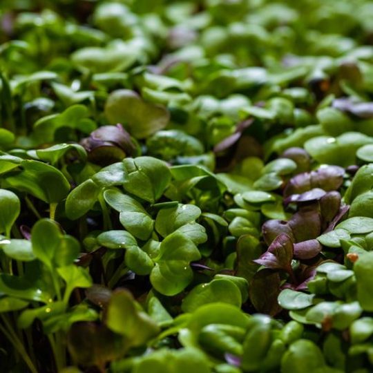 GoodLeaf Farms