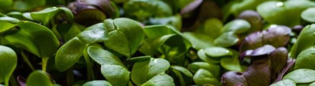 Power Sustainable Lios partners with McCain Foods to lead a $150 million investment in GoodLeaf Farms